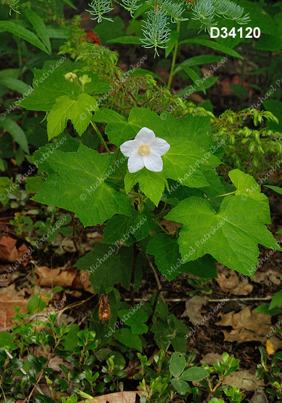 Thimbleberry (Rubus parviflorus)